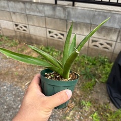 Sansevieria pinguiculaサンセベリア　観葉植...