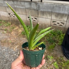Sansevieria pinguiculaサンセベリア　観葉植物　塊根植物　多肉植物　ビザールプランツ　レアプランツ　ガーデニング　植物　グリーン　趣味　盆栽　葉　花　庭　草　インテリア　おしゃれ　飾り　園芸　　　　の画像