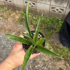 Sansevieria pinguiculaサンセベリア　観葉植物　塊根植物　多肉植物　ビザールプランツ　レアプランツ　ガーデニング　植物　グリーン　趣味　盆栽　葉　花　庭　草　インテリア　おしゃれ　飾り　園芸　　　　の画像
