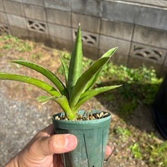 Sansevieria pinguiculaサンセベリア　観葉植物　塊根植物　多肉植物　ビザールプランツ　レアプランツ　ガーデニング　植物　グリーン　趣味　盆栽　葉　花　庭　草　インテリア　おしゃれ　飾り　園芸　　　　の画像