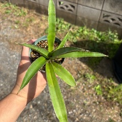 Sansevieria pinguiculaサンセベリア　観葉植物　塊根植物　多肉植物　ビザールプランツ　レアプランツ　ガーデニング　植物　グリーン　趣味　盆栽　葉　花　庭　草　インテリア　おしゃれ　飾り　園芸　　　　の画像