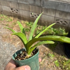Sansevieria pinguiculaサンセベリア　観葉植物　塊根植物　多肉植物　ビザールプランツ　レアプランツ　ガーデニング　植物　グリーン　趣味　盆栽　葉　花　庭　草　インテリア　おしゃれ　飾り　園芸　　　　の画像