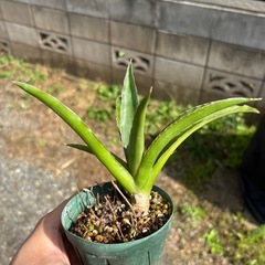 Sansevieria pinguiculaサンセベリア　観葉植物　塊根植物　多肉植物　ビザールプランツ　レアプランツ　ガーデニング　植物　グリーン　趣味　盆栽　葉　花　庭　草　インテリア　おしゃれ　飾り　園芸　　　　の画像
