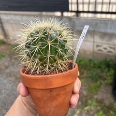 【人気品種】金鯱　サボテン　多肉植物　観葉植物　レアプランツ　ビザールプランツの画像