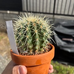 【人気品種】金鯱　サボテン　多肉植物　観葉植物　レアプランツ　ビザールプランツの画像