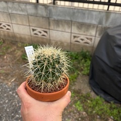 【人気品種】金鯱　サボテン　多肉植物　観葉植物　レアプランツ　ビザールプランツの画像