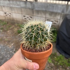 【人気品種】金鯱　サボテン　多肉植物　観葉植物　レアプランツ　ビザールプランツの画像