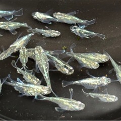 【商談中】【今年ラスト】🐟①緑光ダルマ メダカ 10匹 +おまけ🐟写真現物の画像