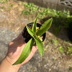 Sansevieria pinguiculaサンセベリア　観葉植物　塊根植物　多肉植物　ビザールプランツ　レアプランツ　ガーデニング　植物　グリーン　趣味　盆栽　葉　花　庭　草　インテリア　おしゃれ　飾り　園芸　　　　の画像