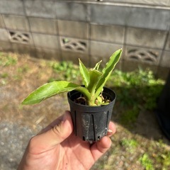 Sansevieria pinguiculaサンセベリア　観葉植物　塊根植物　多肉植物　ビザールプランツ　レアプランツ　ガーデニング　植物　グリーン　趣味　盆栽　葉　花　庭　草　インテリア　おしゃれ　飾り　園芸　　　　の画像