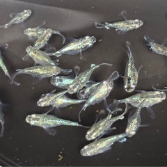 【今年ラスト】🐟②緑光ダルマ メダカ 10匹 おまけ数匹🐟写真現物の画像