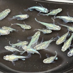 【今年ラスト】🐟②緑光ダルマ メダカ 10匹 おまけ数匹🐟写真現物の画像