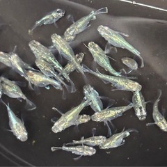 【今年ラスト】🐟②緑光ダルマ メダカ 10匹 おまけ数匹🐟写真現物の画像