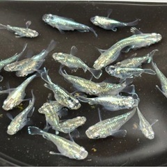 【今年ラスト】🐟②緑光ダルマ メダカ 10匹 おまけ数匹🐟写真現物の画像