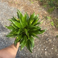 【受付終了】ドラセナ　コンパクタ　観葉植物　観葉植物　塊根植物　多肉植物　ビザールプランツ　レアプランツ　ガーデニング　植物　グリーン　趣味　盆栽　葉　花　庭　草　インテリア　おしゃれ　飾り　園芸　　ガーデニングの画像