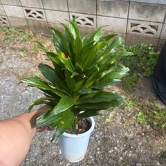 【受付終了】ドラセナ　コンパクタ　観葉植物　観葉植物　塊根植物　多肉植物　ビザールプランツ　レアプランツ　ガーデニング　植物　グリーン　趣味　盆栽　葉　花　庭　草　インテリア　おしゃれ　飾り　園芸　　ガーデニングの画像