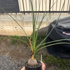 トックリラン　ボーカルネア　グラキリス　観葉植物　塊根植物　多肉植物　ビザールプランツ　レアプランツ　ガーデニング　植物　グリーン　趣味　盆栽　葉　花　庭　草　インテリア　おしゃれ　飾り　園芸　の画像