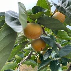 【本日限定】和歌山県紀の川市産　 タネなし柿　大特価！　の画像