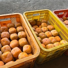 【本日限定】和歌山県紀の川市産　 タネなし柿　大特価！　の画像