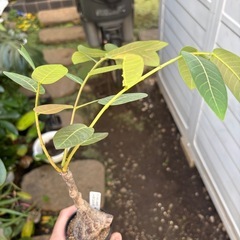 フィランサス　ミラビリス　観葉植物　塊根植物　多肉植物　ビザールプランツ　レアプランツ　ガーデニング　植物　グリーン　趣味　盆栽　葉　花　庭　草　インテリア　おしゃれ　飾り　園芸　の画像