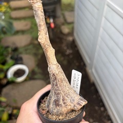 フィランサス　ミラビリス　観葉植物　塊根植物　多肉植物　ビザールプランツ　レアプランツ　ガーデニング　植物　グリーン　趣味　盆栽　葉　花　庭　草　インテリア　おしゃれ　飾り　園芸　の画像