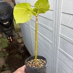 ウンベラータ　挿し木苗　観葉植物　塊根植物　多肉植物　ビザールプランツ　レアプランツ　ガーデニング　植物　グリーン　趣味　盆栽　葉　花　庭　草　インテリア　おしゃれ　飾り　園芸　の画像