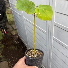 ウンベラータ　挿し木苗　観葉植物　塊根植物　多肉植物　ビザールプランツ　レアプランツ　ガーデニング　植物　グリーン　趣味　盆栽　葉　花　庭　草　インテリア　おしゃれ　飾り　園芸　の画像