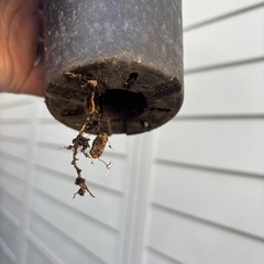 ウンベラータ　挿し木苗　観葉植物　塊根植物　多肉植物　ビザールプランツ　レアプランツ　ガーデニング　植物　グリーン　趣味　盆栽　葉　花　庭　草　インテリア　おしゃれ　飾り　園芸　の画像