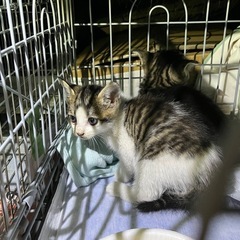 【保護猫活動🐈】ご協力&ご支援のお願い