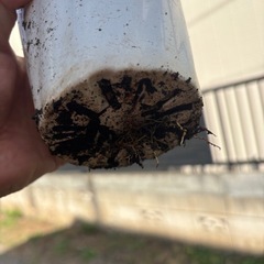 ウンベラータ　挿し木苗　観葉植物　塊根植物　多肉植物　ビザールプランツ　レアプランツ　ガーデニング　植物　グリーン　趣味　盆栽　葉　花　庭　草　インテリア　おしゃれ　飾り　園芸　の画像