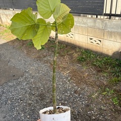 ウンベラータ　挿し木苗　観葉植物　塊根植物　多肉植物　ビザールプランツ　レアプランツ　ガーデニング　植物　グリーン　趣味　盆栽　葉　花　庭　草　インテリア　おしゃれ　飾り　園芸　の画像