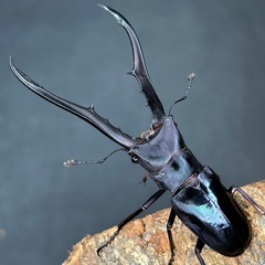 【濃パープル系】メタリフェルホソアカクワガタ　ペレン島産　♂♀ペア65mmUPの画像