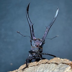 【濃パープル系】メタリフェルホソアカクワガタ　ペレン島産　♂♀ペア65mmUPの画像