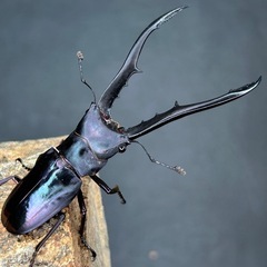 【濃パープル系】メタリフェルホソアカクワガタ　ペレン島産　♂♀ペア65mmUPの画像