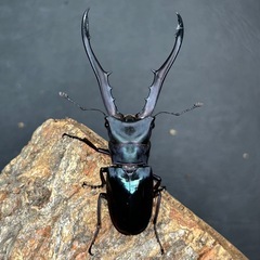 【濃パープル系】メタリフェルホソアカクワガタ　ペレン島産　♂♀ペア65mmUPの画像