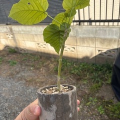 ウンベラータ　挿し木苗　観葉植物　塊根植物　多肉植物　ビザールプランツ　レアプランツ　ガーデニング　植物　グリーン　趣味　盆栽　葉　花　庭　草　インテリア　おしゃれ　飾り　園芸　の画像