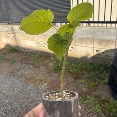 ウンベラータ　挿し木苗　観葉植物　塊根植物　多肉植物　ビザールプランツ　レアプランツ　ガーデニング　植物　グリーン　趣味　盆栽　葉　花　庭　草　インテリア　おしゃれ　飾り　園芸　の画像