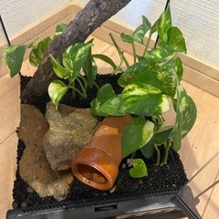 爬虫類ケージ GEX エキゾテラ グラステラリウム ナノ(W21.5×D21.5×H33.0cm) 爬虫類 ケージ カエル ヤモリの画像