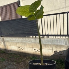 ウンベラータ　観葉植物　塊根植物　多肉植物　ビザールプランツ　レアプランツ　ガーデニング　植物　グリーン　趣味　盆栽　葉　花　庭　草　インテリア　おしゃれ　飾り　園芸　の画像