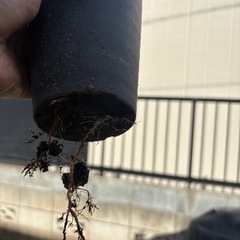 ウンベラータ　観葉植物　塊根植物　多肉植物　ビザールプランツ　レアプランツ　ガーデニング　植物　グリーン　趣味　盆栽　葉　花　庭　草　インテリア　おしゃれ　飾り　園芸　の画像