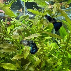 国産グッピーmix10匹  ミナミヌマエビおまけ付き