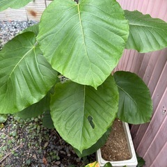 ウンベラータ鉢植えの画像