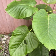 ウンベラータ鉢植えの画像