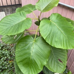 ウンベラータ鉢植えの画像
