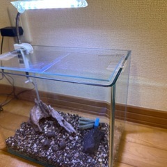 【本日限定値下げ中】人気の角丸水槽の画像