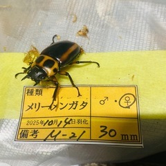 ①メリーメンガタクワガタの画像