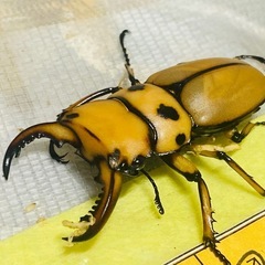 ①メリーメンガタクワガタの画像