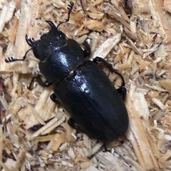 メタリフェルホソアカクワガタの画像