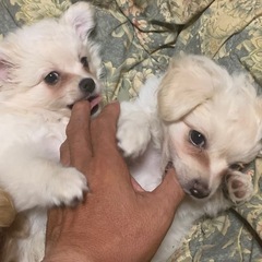 大切にしてください🐶ポメプー×チワワのMIXの仔犬です
