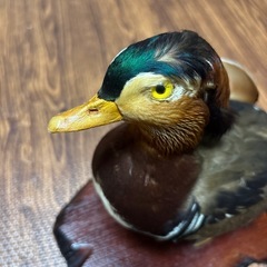 オシドリの剥製　木製台座付きの画像